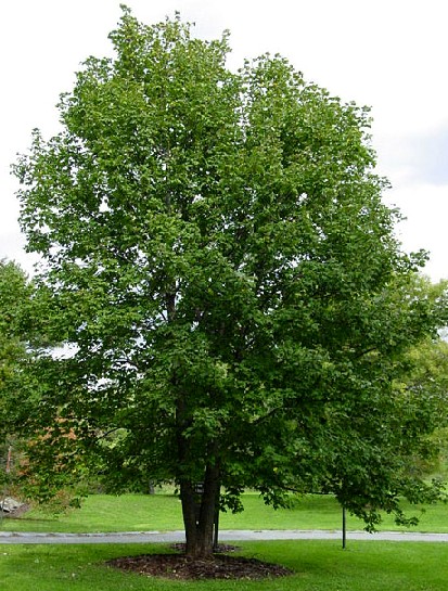 Esdoorn